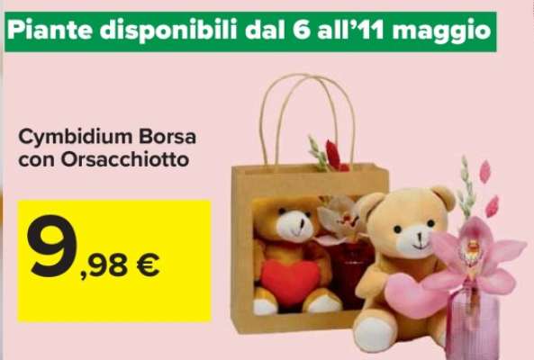 Cymbidium Borsa con Orsacchiotto