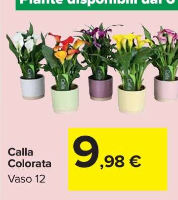 CALLA COLORATA