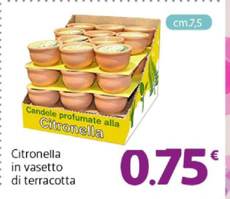 Citronella in vasetto di terracotta