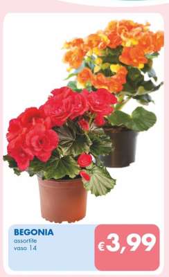 BEGONIA
