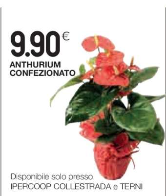 ANTHURIUM CONFEZIONATO