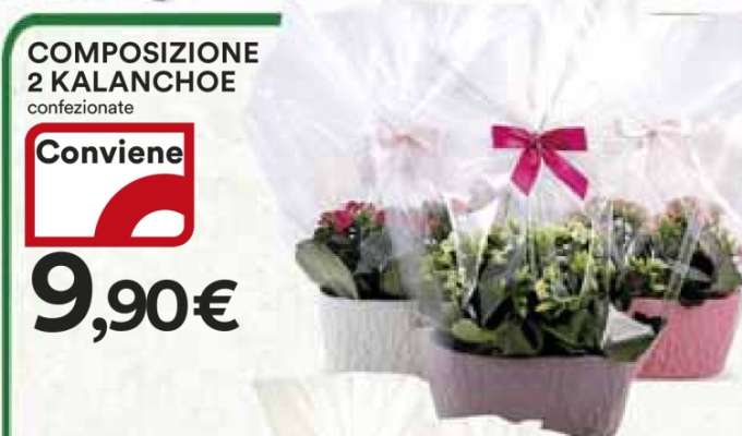 COMPOSIZIONE 2 KALANCHOE