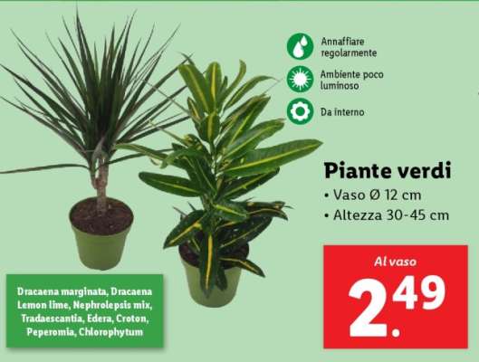 Piante verdi