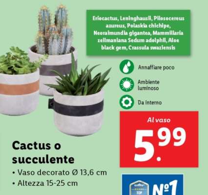 Cactus o succulente