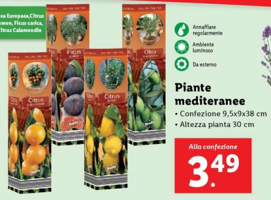 Piante mediterranee
