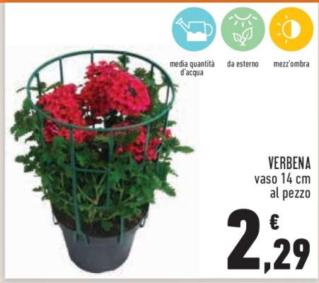 VERBENA