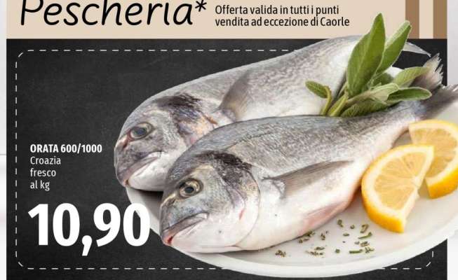 ORATA 600/1000