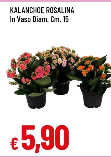 Kalanchoe Rosalina