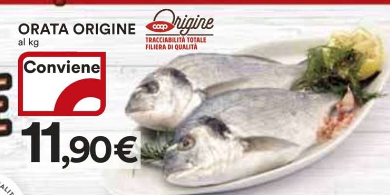 Orata Origine