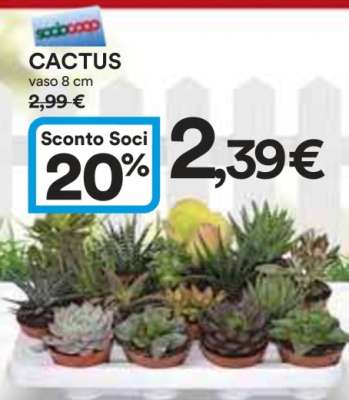 Cactus