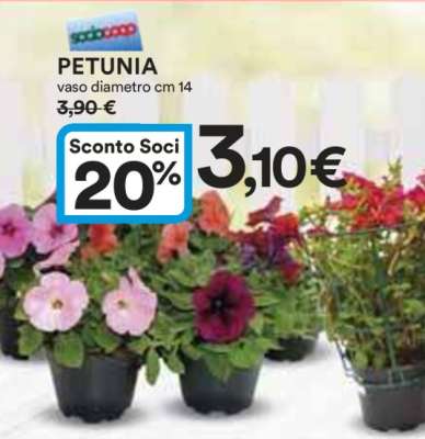 Petunia