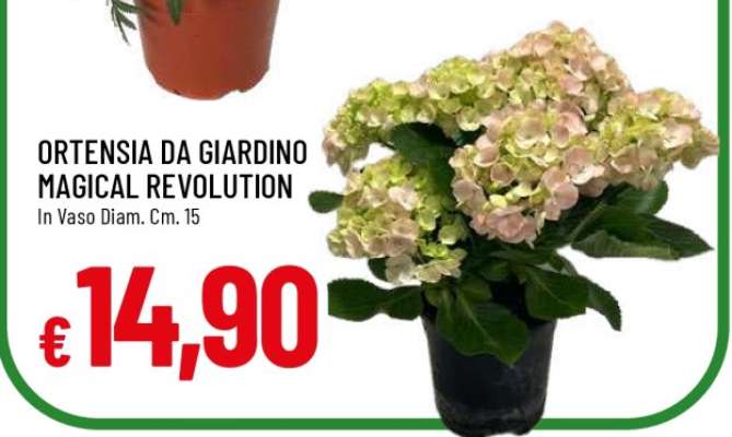 ORTENSIA DA GIARDINO MAGICAL REVOLUTION