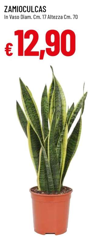 Zamioculcas