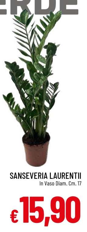SANSEVERIA LAURENTII