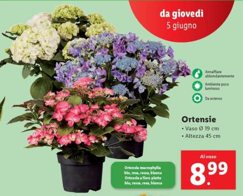 Ortensie