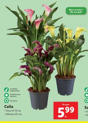 Calla