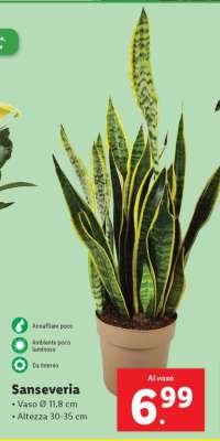 Sanseveria