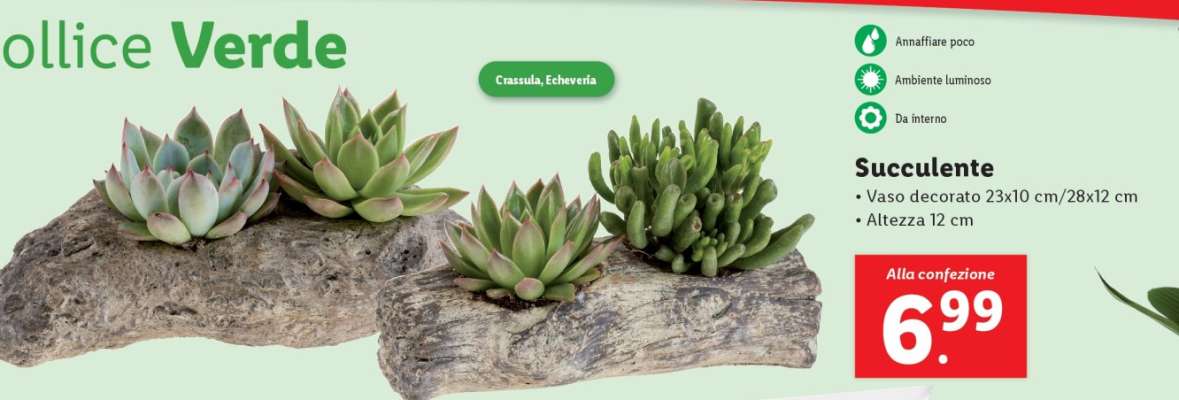 Succulente