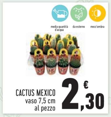 CACTUS MEXICO