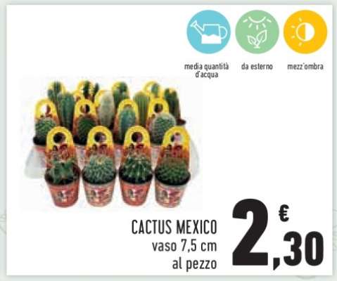 CACTUS MEXICO