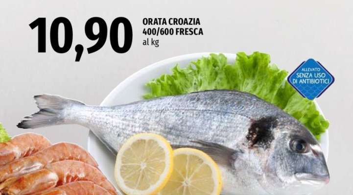 ORATA CROAZIA 400/600 FRESCA