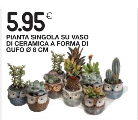 Pianta singola su vaso di ceramica a forma di gufo Ø 8 cm