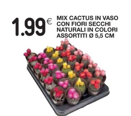 Mix Cactus in Vaso