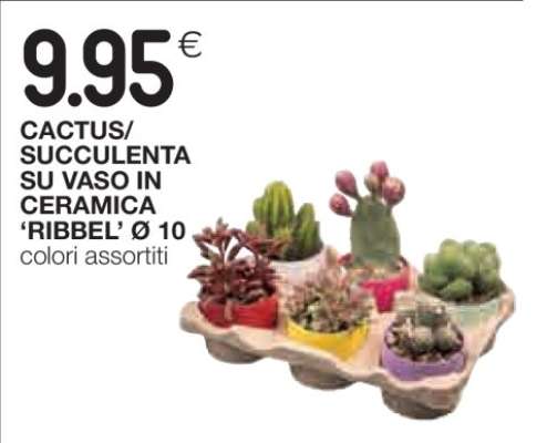 CACTUS/SUCCULENTA SU VASO IN CERAMICA ‘RIBBEL’ Ø 10
