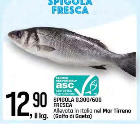 SPIGOLA FRESCA