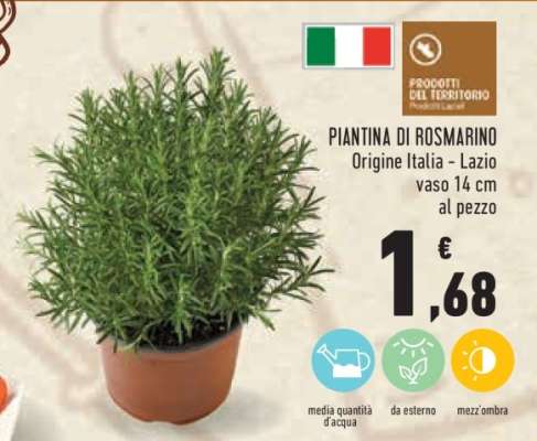 PIANTINA DI ROSMARINO