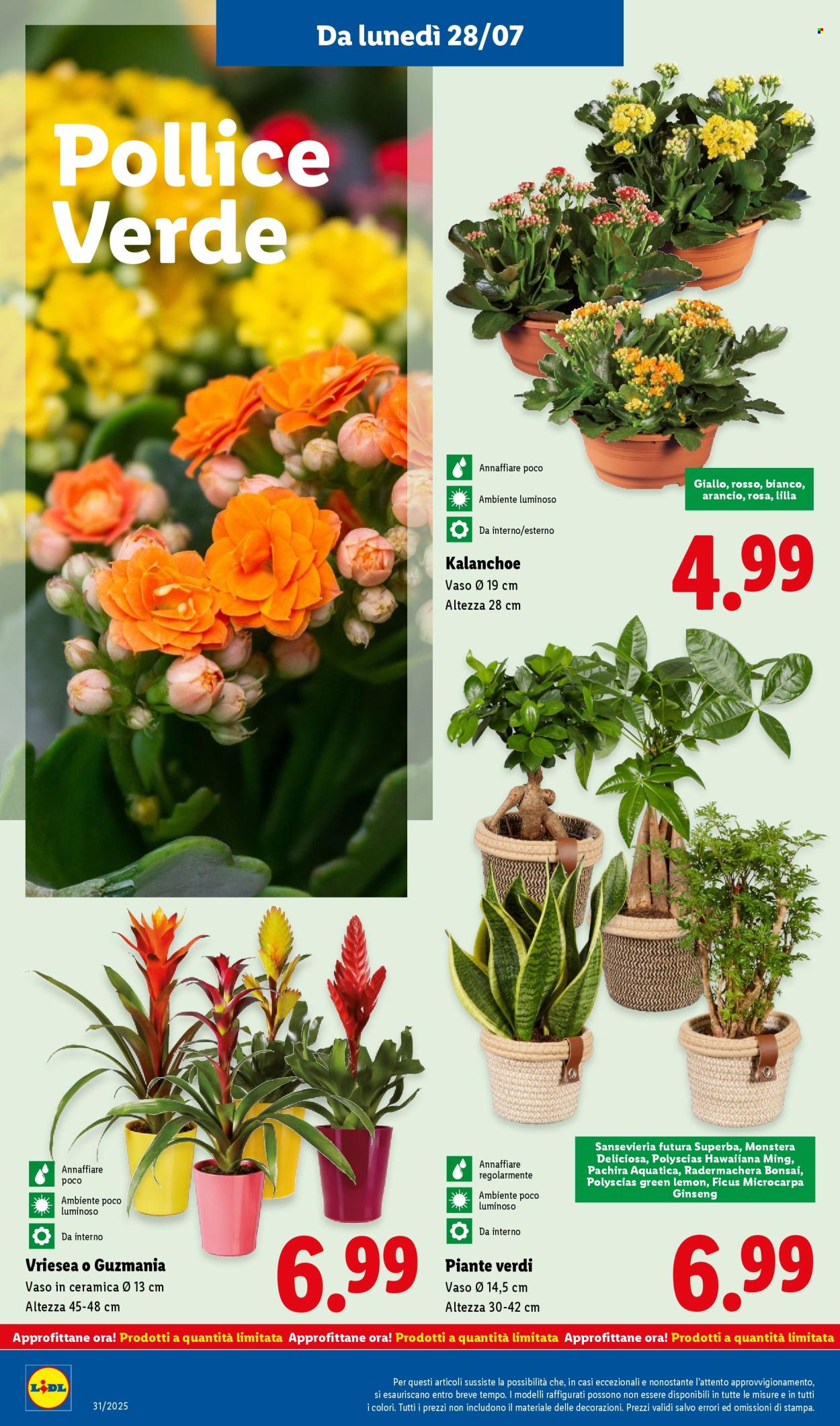 Volantino Lidl - 28/7/2025 - 3/8/2025. Pagina 32