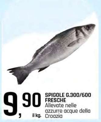 SPIGOLE G.300/600 FRESCHE