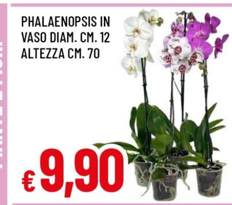 Phalaenopsis