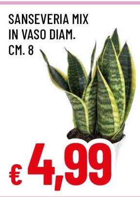 SANSEVERIA MIX