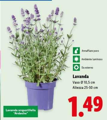 Lavanda