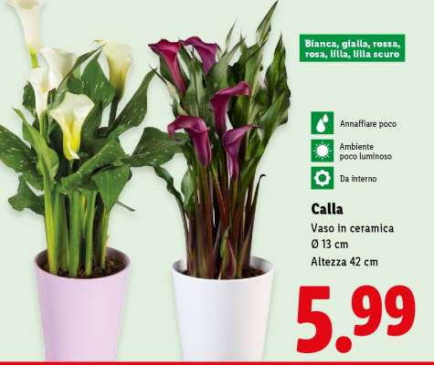 Calla