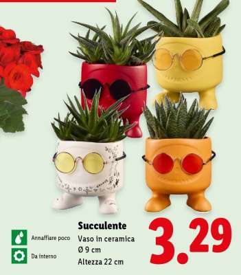 Succulente