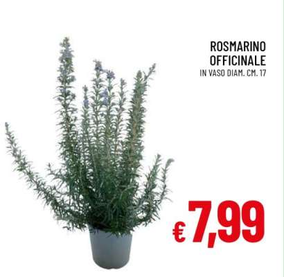 Rosmarino Officinale