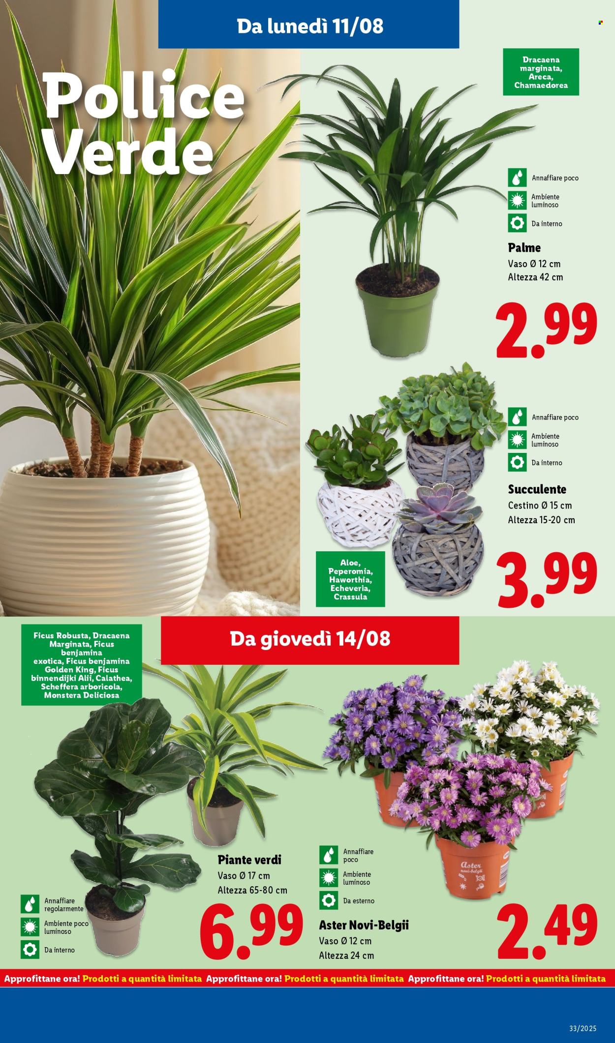 Volantino Lidl - 11/8/2025 - 17/8/2025. Pagina 41