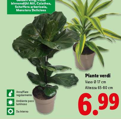 Piante verdi