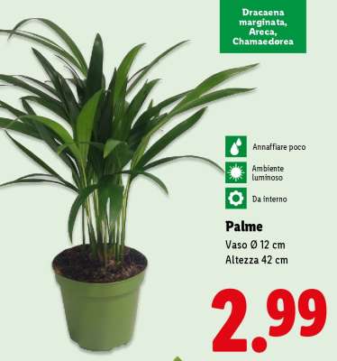Palme