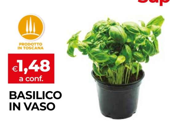 BASILICO IN VASO