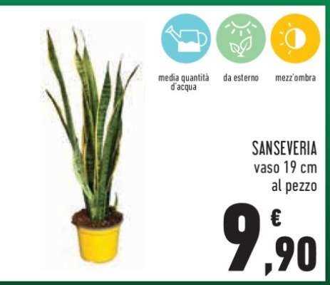 Sanseveria