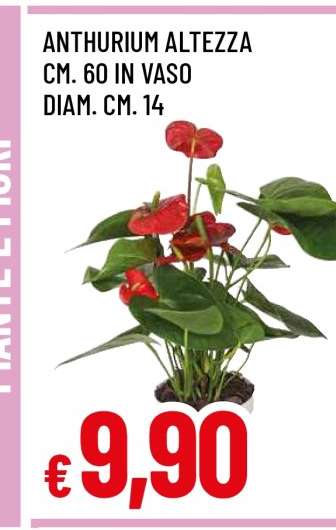 Anthurium Altezza