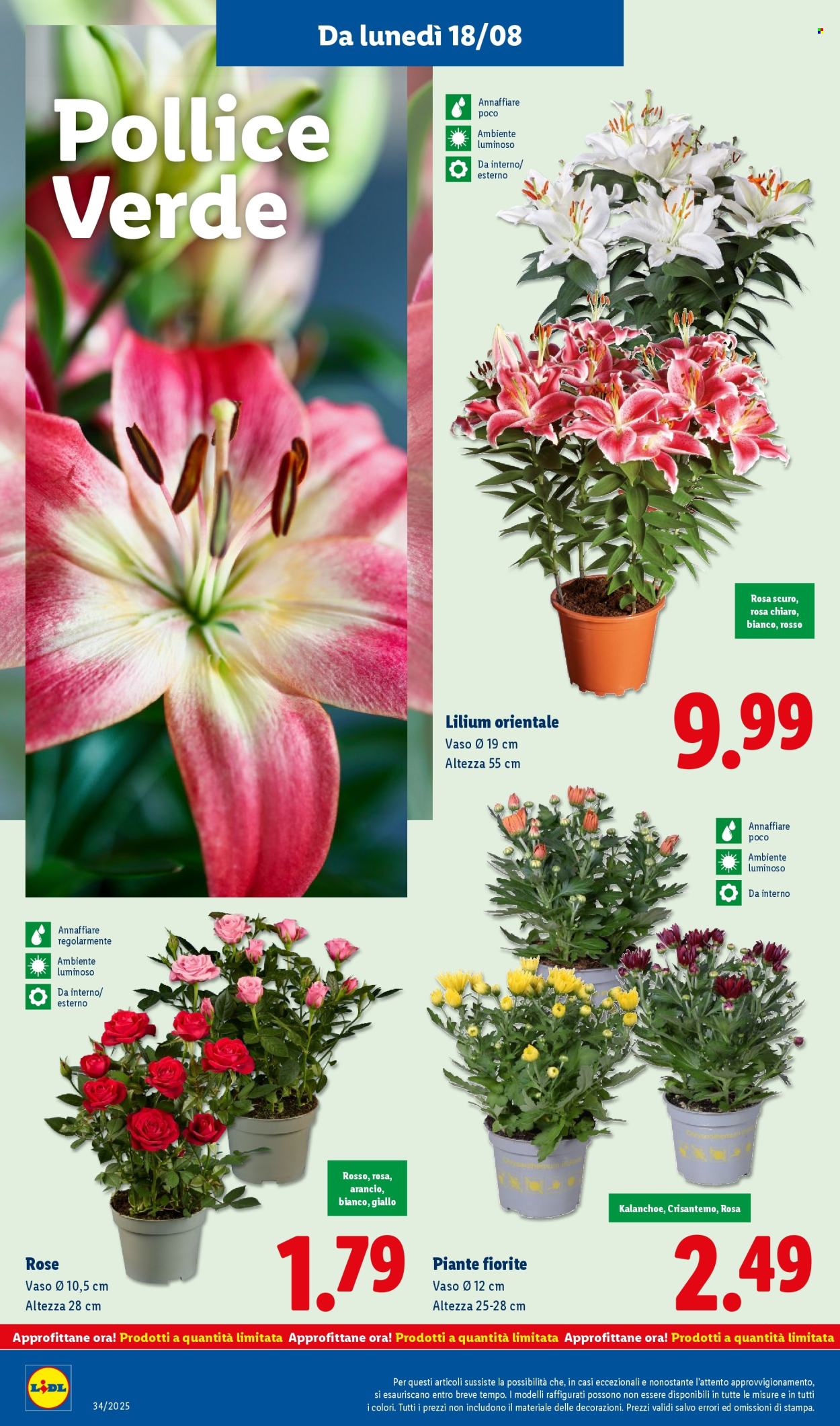 Volantino Lidl - 18/8/2025 - 24/8/2025. Pagina 36