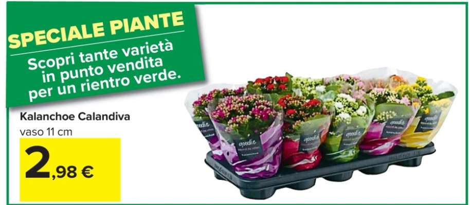 Kalanchoe Calandiva