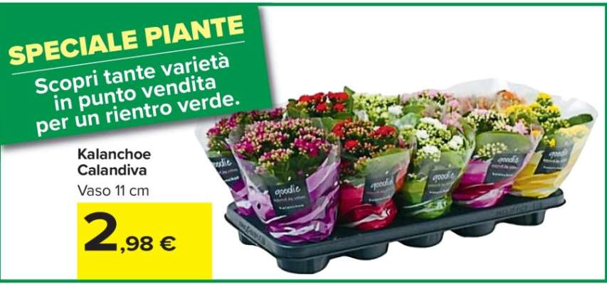 Kalanchoe Calandiva