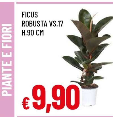 Ficus Robusta VS.17