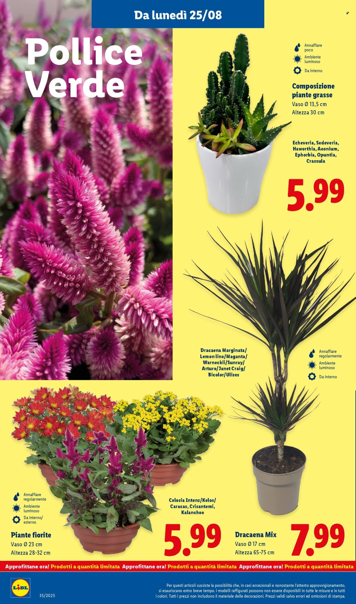 Volantino Lidl - 25/8/2025 - 31/8/2025. Pagina 36