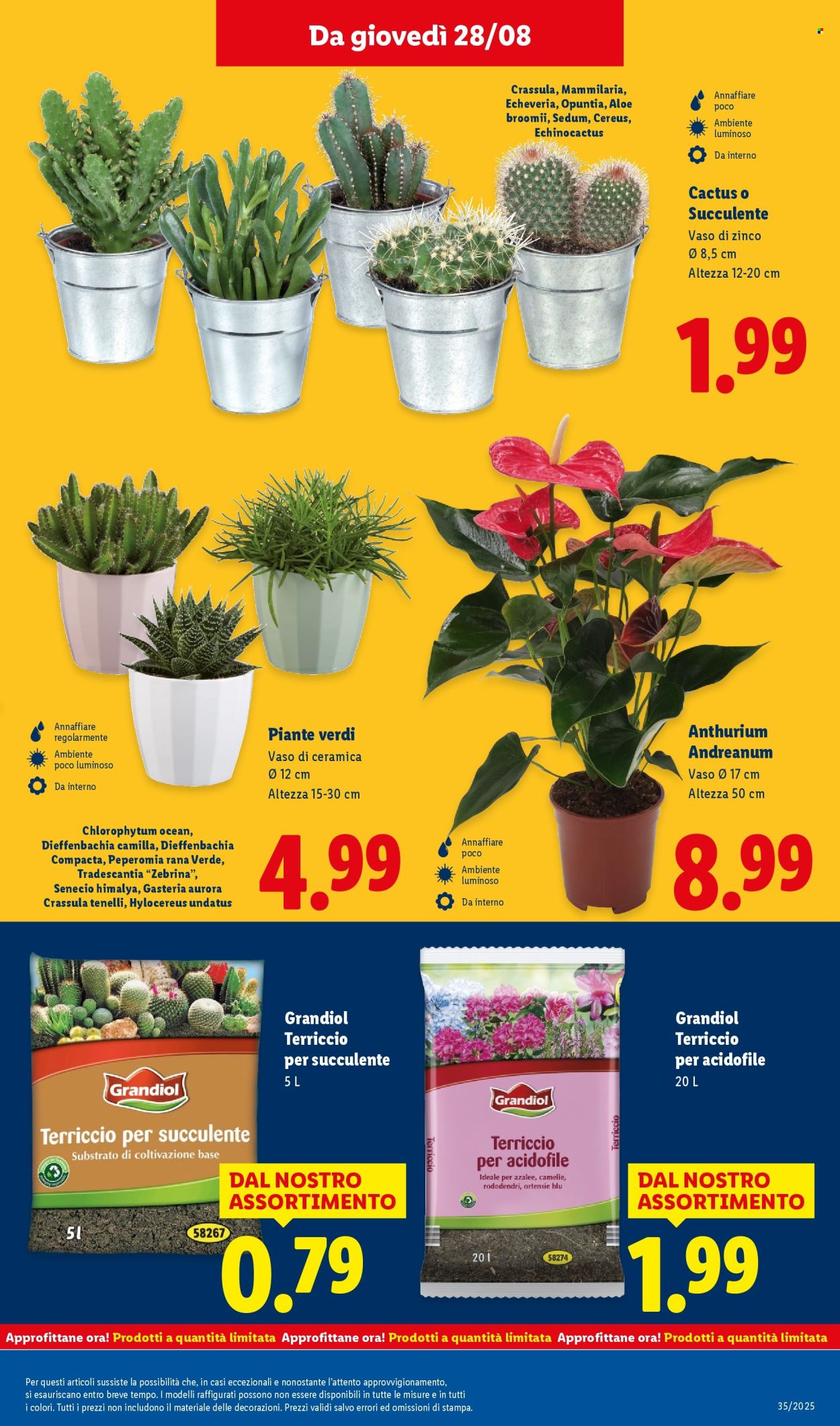 Volantino Lidl - 25/8/2025 - 31/8/2025. Pagina 37